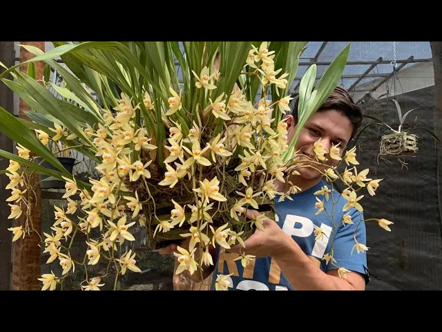 ADUBO PARA ORQUIDEAS DICAS DE CULTIVO PARA INICIANTES