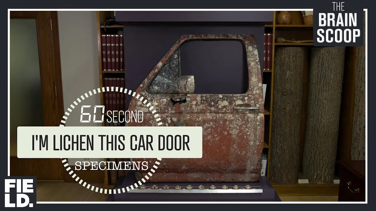 I'm Lichen this Car Door [60 Second Specimens]