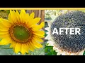 Black Oil Sunflowers grow by themselves in my garden magically