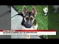 Ashtabula County veteran scammed out of service dog