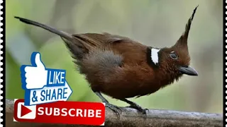 masteran cililin murai baru dengan suara air masteran muraibatu kacer ciblek kapastembak