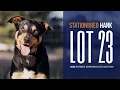 StationBred Hank - Lot 23 Forbes Working Dog Auction 2026