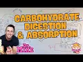 Carbohydrate Digestion Absorption