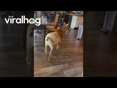 Our BnB Host Stopped by to Make Sure Everything’s Okay || ViralHog