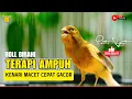 Download Lagu Kenari Gacor Panjang Cuit Cuit EMOSI! Pancingan Kenari Paud Belajar Bunyi, terapi AMPUH Kenari MACET