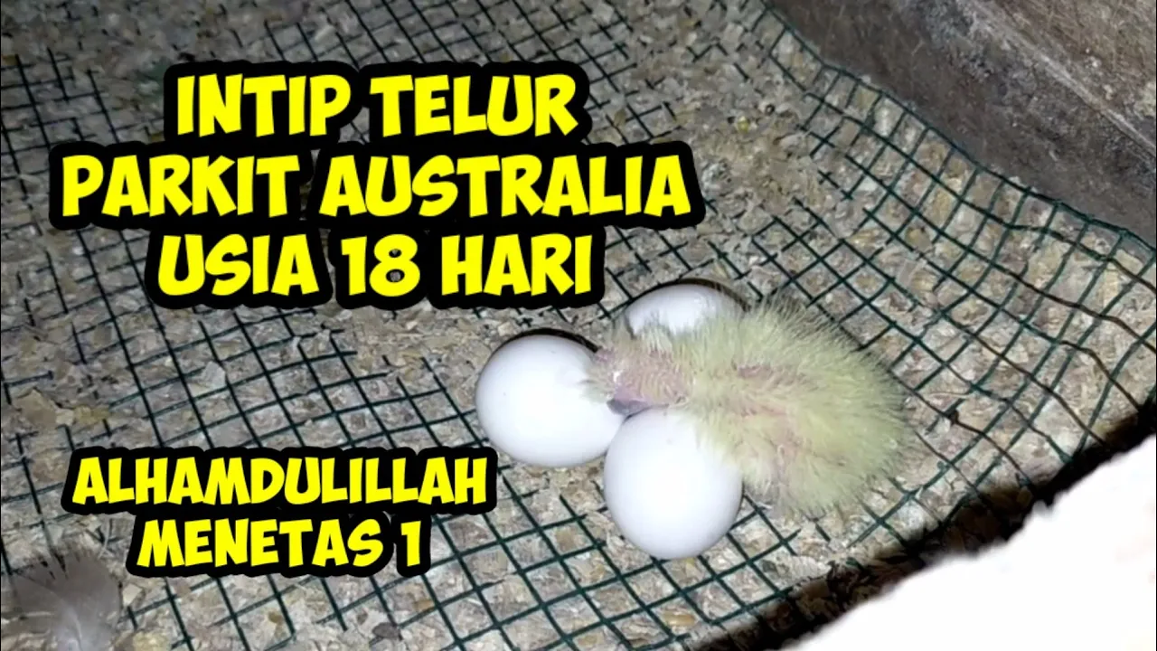 CEK TELUR PARKIT AUSTRALIA USIA 18 HARI||ALHAMDULILLAH ADA YANG MENETAS||