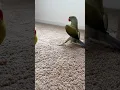 Download Lagu Had to do it 😆 #sugaronmytongue #talkingbird #talkingparrot #cuteanimals #funnyanimals #couple