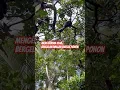 Download Lagu ULAR BERGELANTUNGAN DIATAS POHON