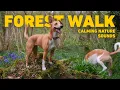 Download Lagu [NO ADS] Video Voor Honden 🐕 Virtuele hondenwandeling 🌲 Rustgevende Muziek Voor Honden