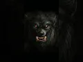 Download Lagu Werewolf Sound Growl - Howling  #freesoundeffects
