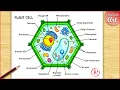 Plant Cell Diagram Drawing Plant cell structure Labelled Step by step