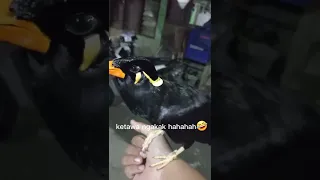 beo ngomong ngopi coy dll