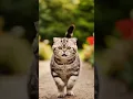 Download Lagu Cute Cat is Running 😍 #shorts #cat #kitten #ai #subscribe #kucing #viral #funny #animalintelligence