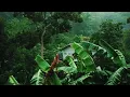 Rainforest sounds 🌴 with thunder, rain and birds sounds for sleep, study and meditation