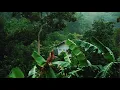 Download Lagu Rainforest sounds 🌴 with thunder, rain and birds sounds for sleep, study and meditation