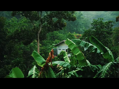 Download MP3 Rainforest sounds 🌴 with thunder, rain and birds sounds for sleep, study and meditation