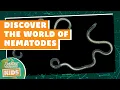 Discover the World of Nematodes