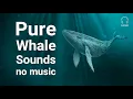 Download Lagu Stress Relief Relaxing Meditation Whale Sounds [NO MUSIC] for deep sleep