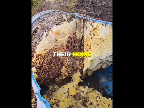 This Man FOUND Bees Living Inside an Old Barrel 🐝💛 #USA