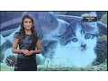 Download Lagu Jornal da Semana SBT com Carolina Aguaidas (12/03/2017)