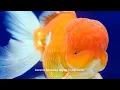 Download Lagu 9 Jenis Ikan Mas Koki