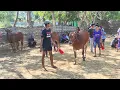 Download Lagu Wow Sapi Besar Pamekasan Latihan Di Lap Asemanis Persiapan Event Bergengsi. 