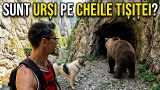 ❗Singuri printre Urși 🐻 mergem către un tunel abandonat din munți pe Traseul Cheile Tișiței 🇷🇴