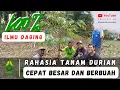 Lagu 💯 ✅ ILMU DAGING | RAHASIA TANAM DURIAN AGAR CEPAT BESAR DAN BERBUAH