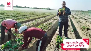 كيف يتم زراعه شتلات الفراوله فى أرض الانتاج 