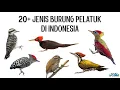 Download Lagu 20+ Jenis Burung Pelatuk (Woodpecker) di Indonesia