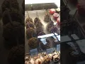 UC Davis creamery