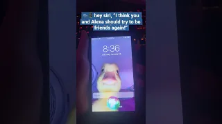 Hey Siri I Think You And Alexa Should Try To Be Friends Again 
