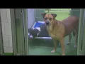 Dallas Animal Services in need of fosters residents to help adopt at least 150 dogs this weekend