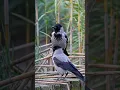Download Lagu Suara Burung Gagak Berkerudung | Corvus cornix 4K | Kaok Intens yang Membuat Saya Berhenti Berjalan #suaraburung