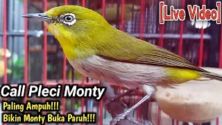 Download SUARA PANGGILAN PLECI MONTY AMPUH UNTUK PANCINGAN PLECI MONTY AGAR BUKA PARUH MP3