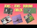 Download Lagu JENIS-JENIS BURUNG CIBLEK