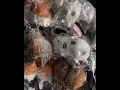 Toys from Japan Come check up our collections at Fugetsu market in San Jose CA
