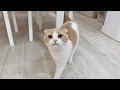 Download Lagu うんちするたびに「出たよ」とわざわざ報告しに来てくれる猫が可愛すぎましたw