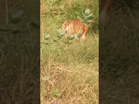 Tiger | forest | jungle safari | Zoological Park | Kota Rajasthan