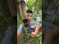 Download Lagu Mình đã tìm thấy chim chích choè như thế nào?