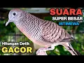 Perkutut Lokal GACOR Suara Kung Besar Pancingan Burung Perkutut Agar Bunyi.