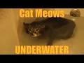 Cat Meows Underwater [ORIGINAL VIDEO]