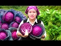 Download Lagu Panen Kubis Ungu \u0026 Sayur Unik untuk Dijual – Masak Makan Siang Sederhana untuk Ayah