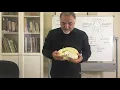 Module 1 3 Structure and Function of major brain areas