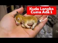 Download Lagu CUMA ADA 1 DI DUNIA!! Kuda Paling Unik di Dunia yang Mungkin Belum Pernah Kamu Lihat!