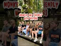 Download Lagu friendly monkey at sangeh monkey forest bali 🐒 #shorts
