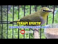 Download Lagu PANCINGAN AMPUH PLECI BUXTOMI #pleci #plecibuxtomi #plecibuxtomigacor #plecigacor #plecibuxtoni