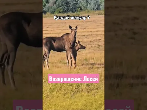 Рост численности лосей наблюдают в Казахстане