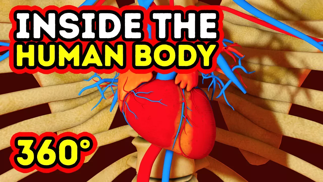 WHAT HAPPENS INSIDE YOUR BODY? || 360 VR