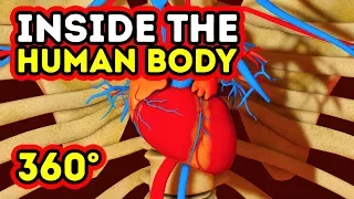 Download WHAT HAPPENS INSIDE YOUR BODY || 360 VR MP3